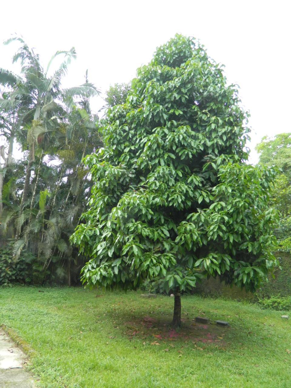 Solar Das Canoas Prumirim Ubatuba Ngoại thất bức ảnh
